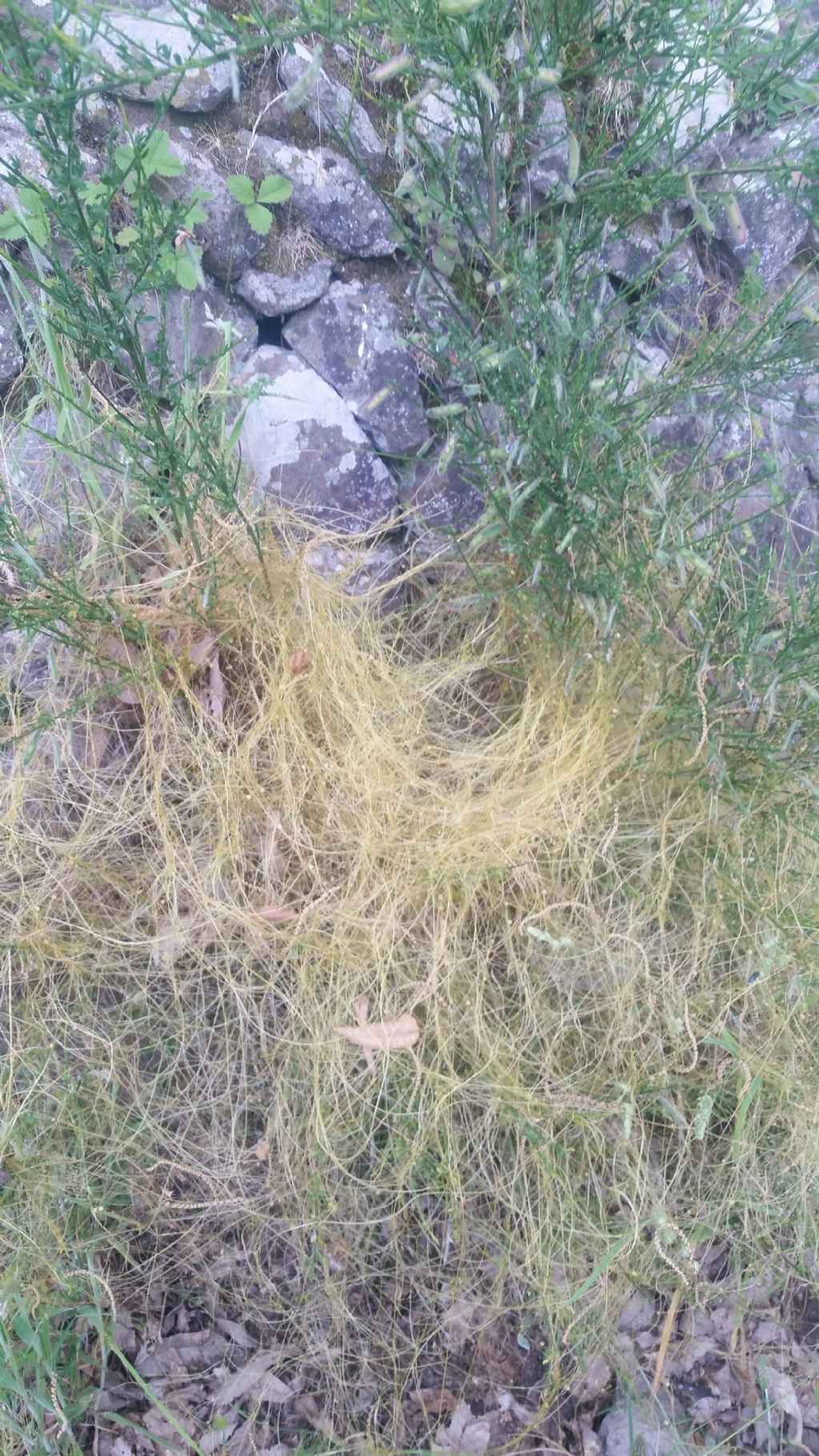 Cuscuta cfr. campestris (Convolvulaceae)